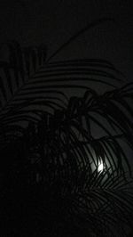 Close-up of palm tree at night