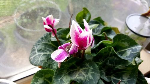 Close-up of pink flowers