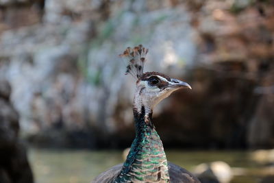 Peahen roaming near the dead sean on lokrum island, mrtvo more. dubrovnik, croatia