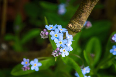 Close-up of purple flowering plant