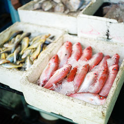 Close-up of fish for sale at market