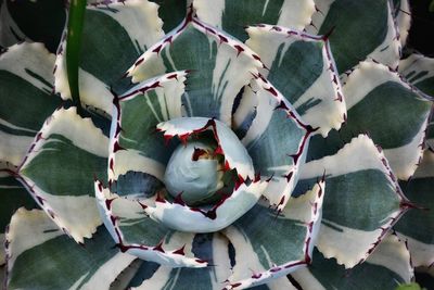 Full frame shot of succulent plants