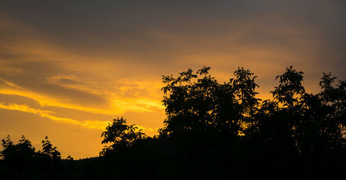 Silhouette of trees at sunset