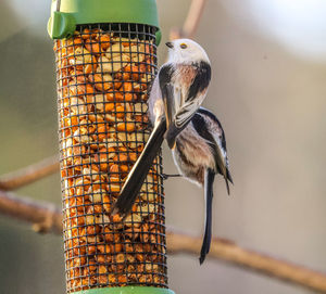 Close-up of long-tailed tit