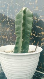 Close-up of potted cactus plant