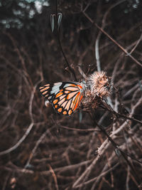 Close-up of butterfly on flower