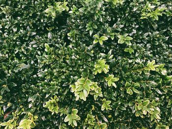 Close-up of fresh green plants