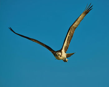 Low angle view of bird flying against clear blue sky