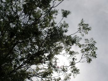 Low angle view of tree against sky