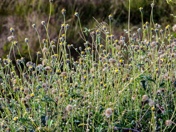 Close-up of flowering plants on field