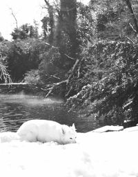 Close-up of white dog