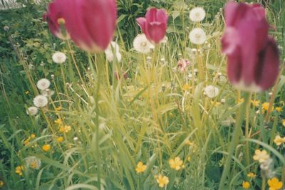 Close-up of crocus blooming on field