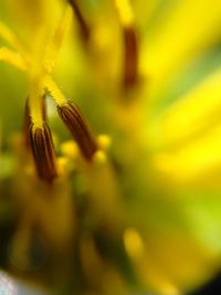 Close-up of yellow flower