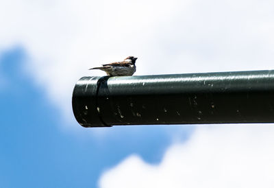 Low angle view of bird perching on wall