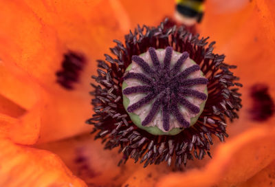 Extreme close-up of orange zinnia