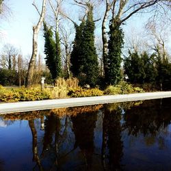 Reflection of trees in water