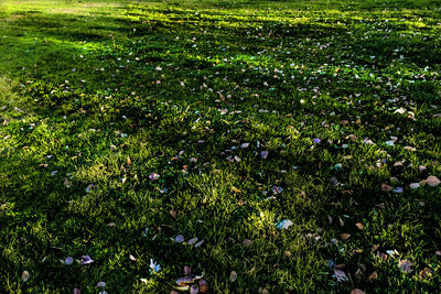 Full frame shot of fresh green grass