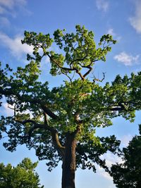 Low angle view of tree against sky