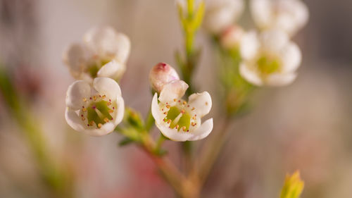 Close-up of white flowering plant