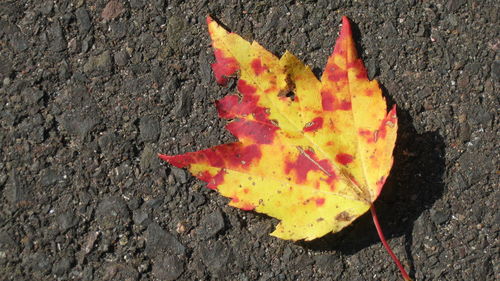 High angle view of autumn leaf on rock