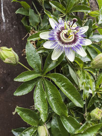 Close-up of purple flowering plant