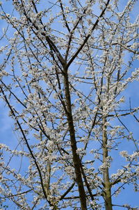 Low angle view of cherry tree against sky