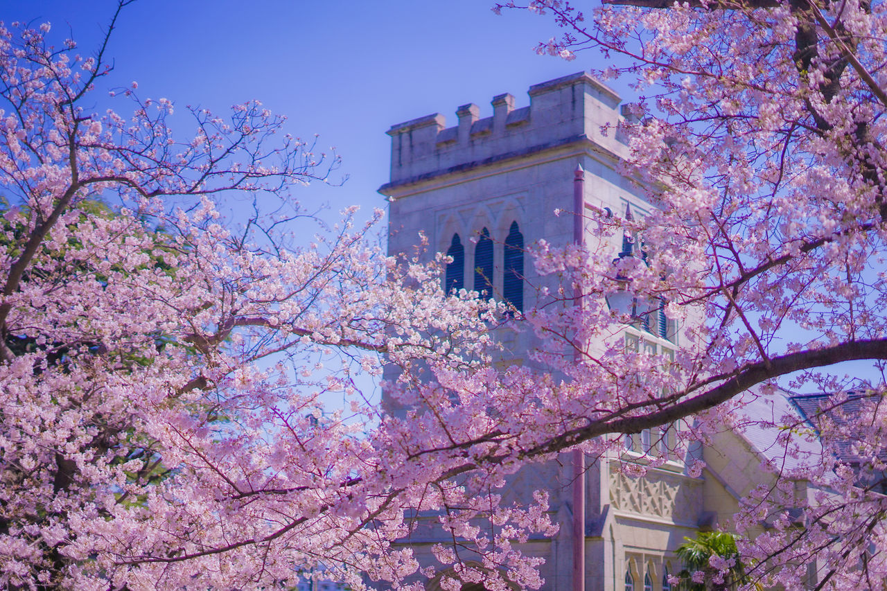 plant, tree, flower, blossom, flowering plant, springtime, architecture, cherry blossom, built structure, building exterior, pink, fragility, freshness, nature, branch, growth, beauty in nature, cherry tree, sky, low angle view, building, spring, no people, outdoors, day, city, travel destinations, clear sky, place of worship