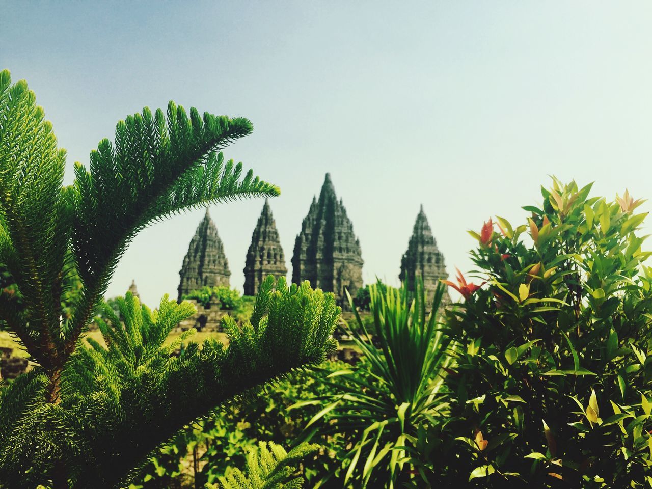 growth, architecture, green color, building exterior, built structure, clear sky, tree, leaf, low angle view, plant, nature, freshness, day, green, sky, lush foliage, copy space, palm tree, outdoors, no people