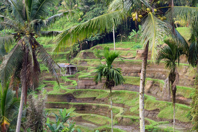 Rice terrace in bali