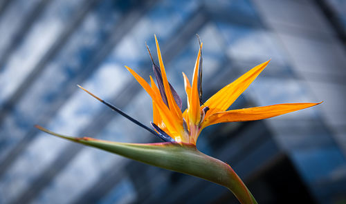 Close-up of orange flower on plant