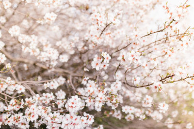 Branch of almond blossoms. amazing beginning of spring. selective focus