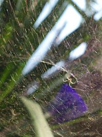 Close-up of water in grass