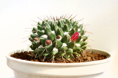 Close-up of cactus plant in pot