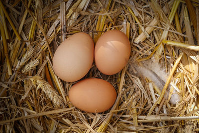 High angle view of eggs in nest