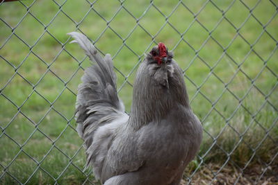 View of bird on fence