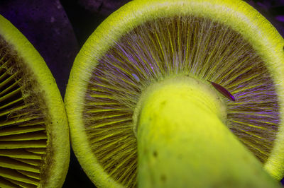 macro photography
