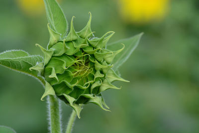 Close-up of plant