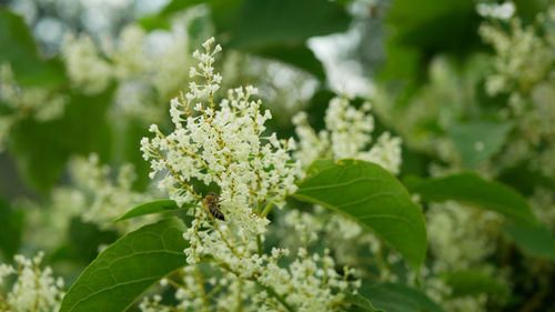 Close-up of white flowering plant