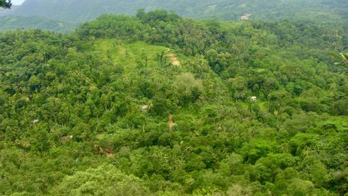 High angle view of trees in forest