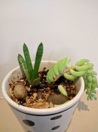 Close-up of potted plant on table against wall