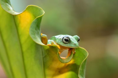 Close-up of frog on leaf