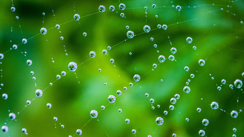 Water drops on spider web