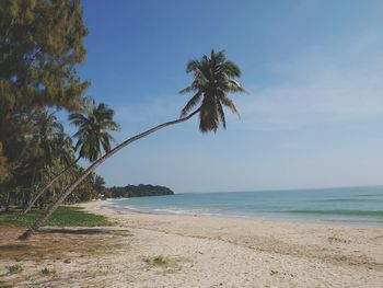 Palm trees on beach against sky