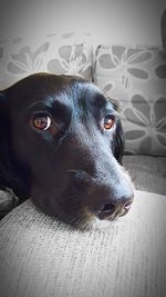 Close-up portrait of dog lying on sofa at home
