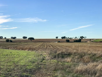 Scenic view of agricultural field against sky