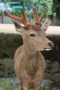 animal