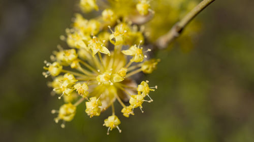 Close-up of yellow flowering plant