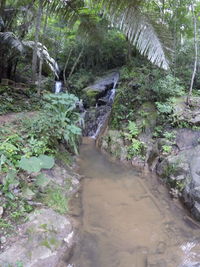 Stream flowing through forest