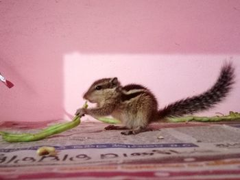 Close-up of squirrel eating food