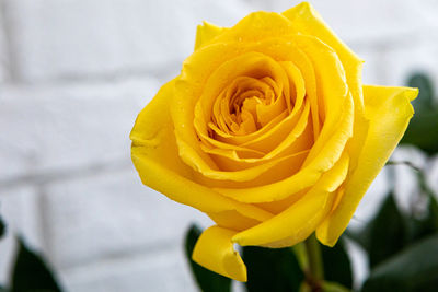 Close-up of yellow rose